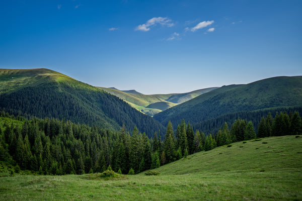 Secretul sucului de afine sălbatice